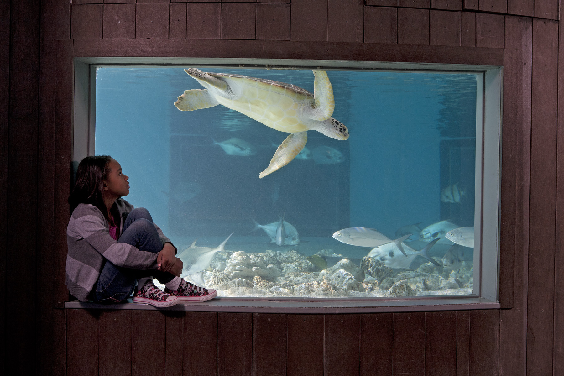 Travel Idea! Why You Should Check Out The Maritime Aquarium Manhattan